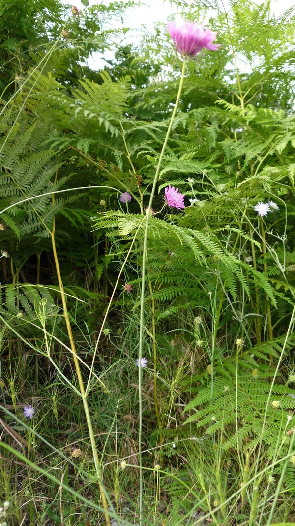 Forse Knautia sp? no, Scabiosa sp.